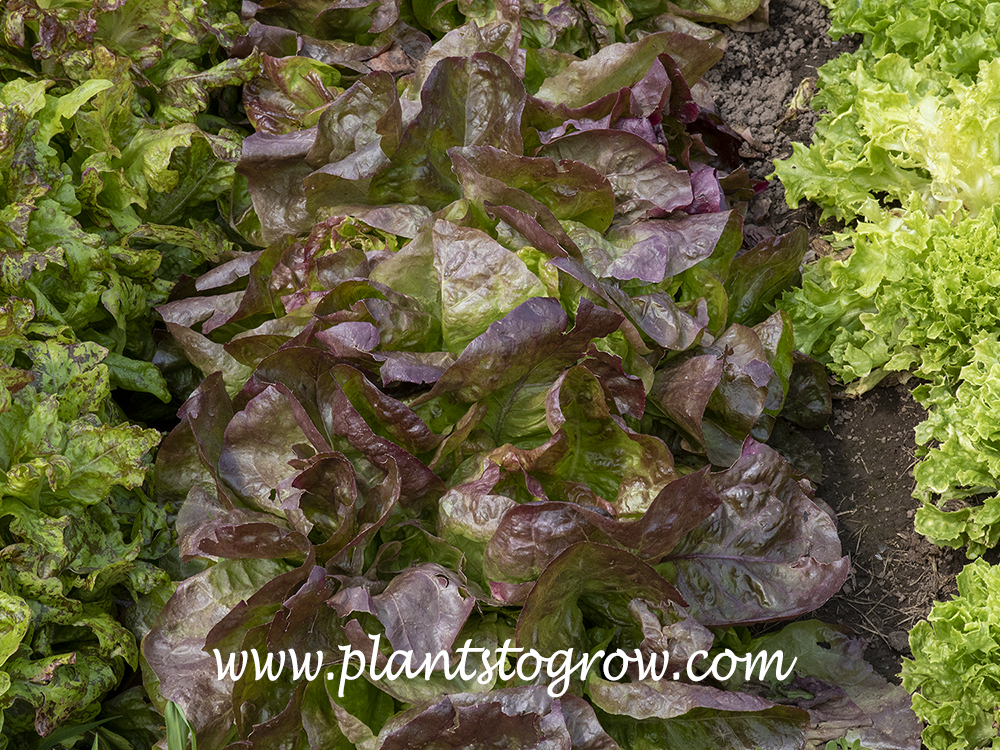 Roxy Butterhead Lettuce (Lactuca sativa) A shiny red heading buttercrunch lettuce with light-blistered leaves.
